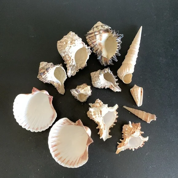 Assorted shells from San Felipe - Picture 10 of 10